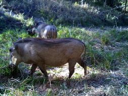 Image of Common Warthog