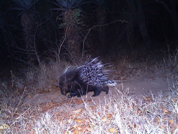 Image of African Porcupine