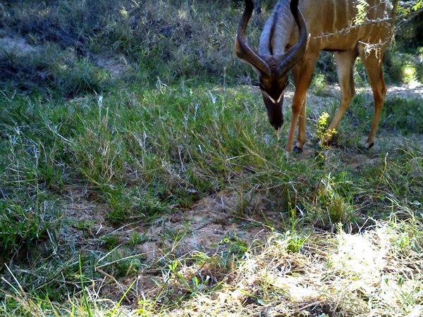 Image of Greater Kudu