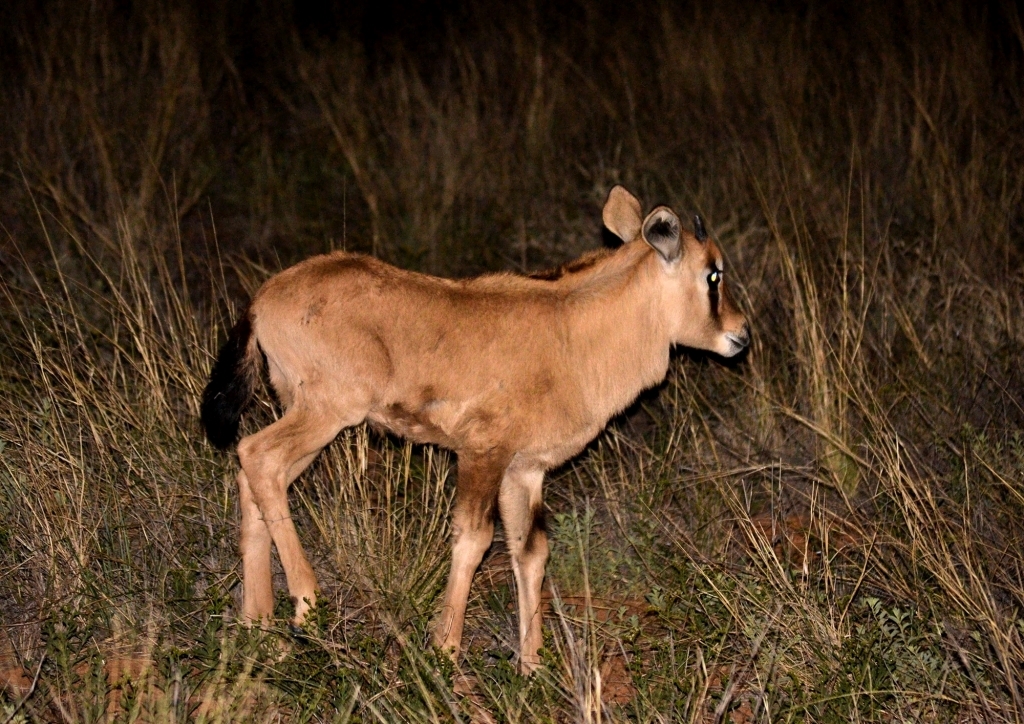 Image of Gemsbok