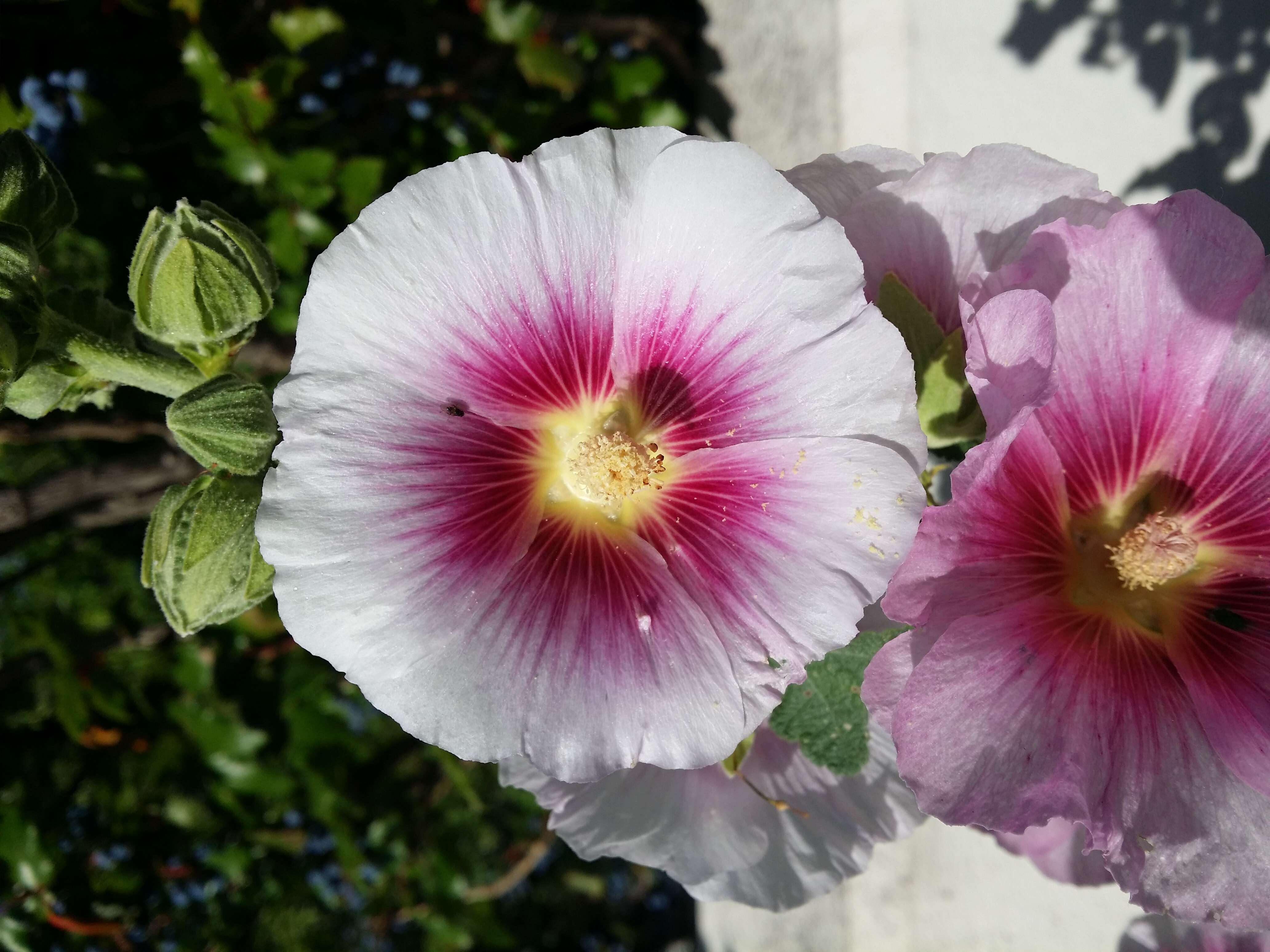 Image of hollyhock