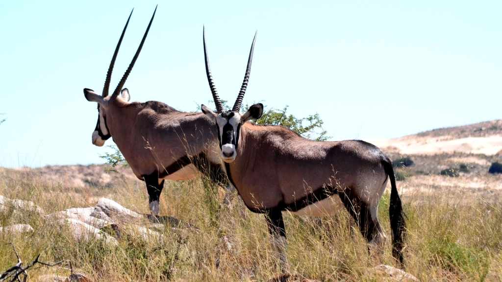 Image of Gemsbok