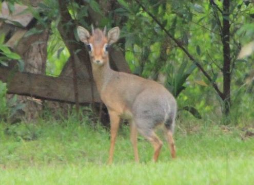 Image of Cavendish's Dikdik