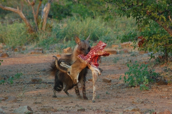 Image of Brown Hyena -- Brown Hyaena