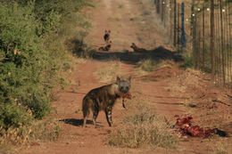 Image of Brown Hyena -- Brown Hyaena