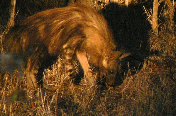 Image of Brown Hyena -- Brown Hyaena