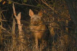 Image of Brown Hyena -- Brown Hyaena