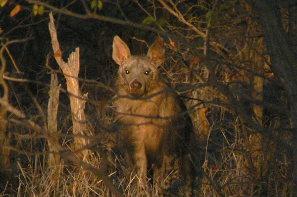 Image of Brown Hyena -- Brown Hyaena