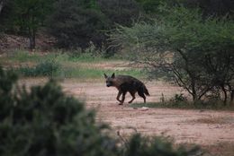 Image of Brown Hyena -- Brown Hyaena