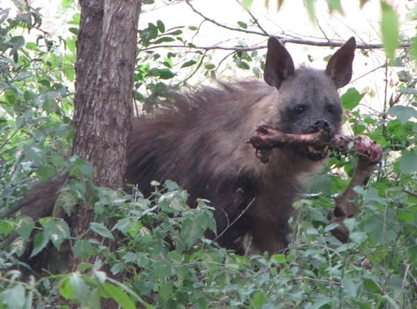 Image of Brown Hyena -- Brown Hyaena