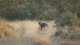 Image of Brown Hyena -- Brown Hyaena