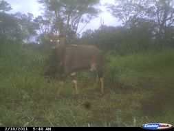 Image of Nyala