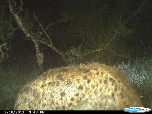 Image of Spotted Hyaenas