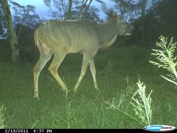 Image of Greater Kudu