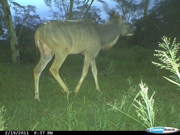 Image of Greater Kudu