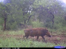 Image of Common Warthog