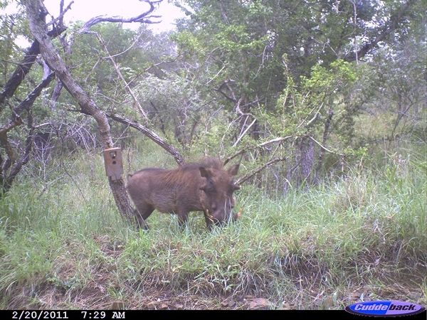 Image of Common Warthog