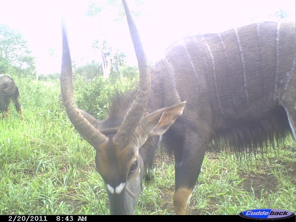 Image of Nyala