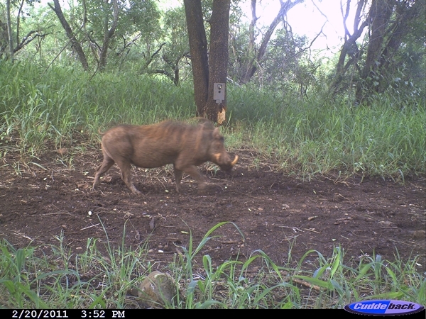 Image of Common Warthog