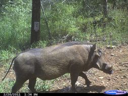 Image of Common Warthog