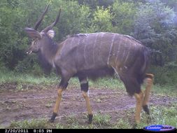 Image of Nyala