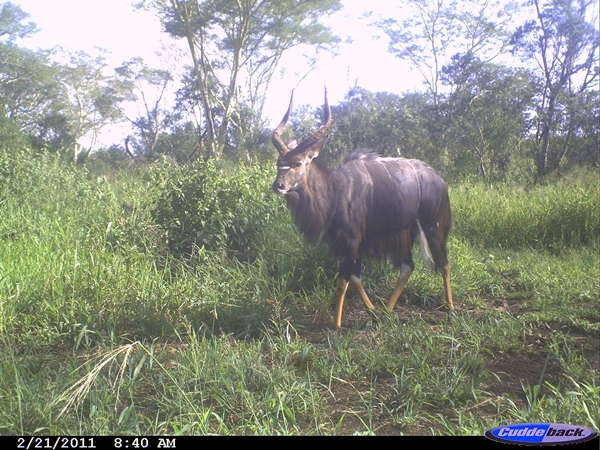 Image of Nyala