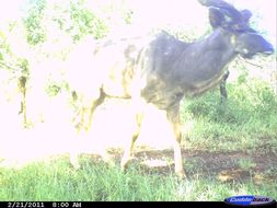 Image of Greater Kudu