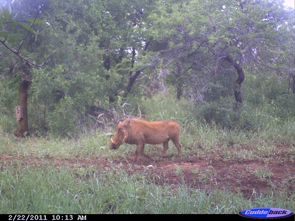 Image of Common Warthog