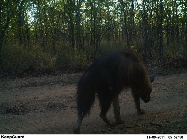 Image of Brown Hyena -- Brown Hyaena