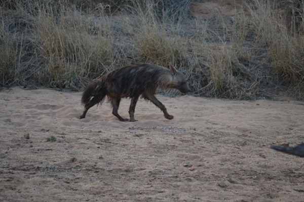 Image of Brown Hyena -- Brown Hyaena