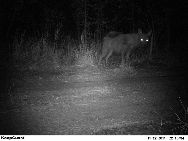 Image of Brown Hyena -- Brown Hyaena