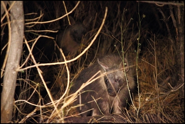 Image of Brown Hyena -- Brown Hyaena