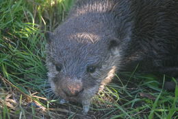 Image of African Clawless Otter