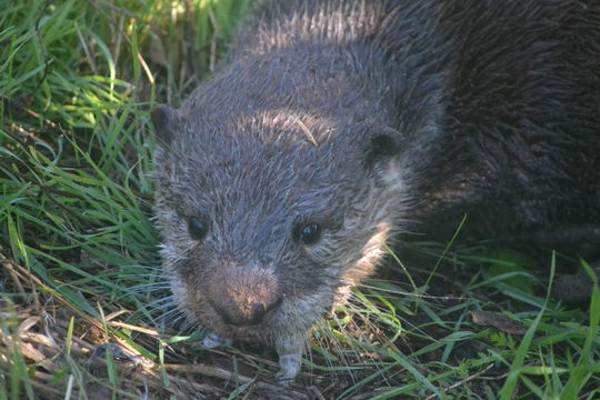 Image of African Clawless Otter