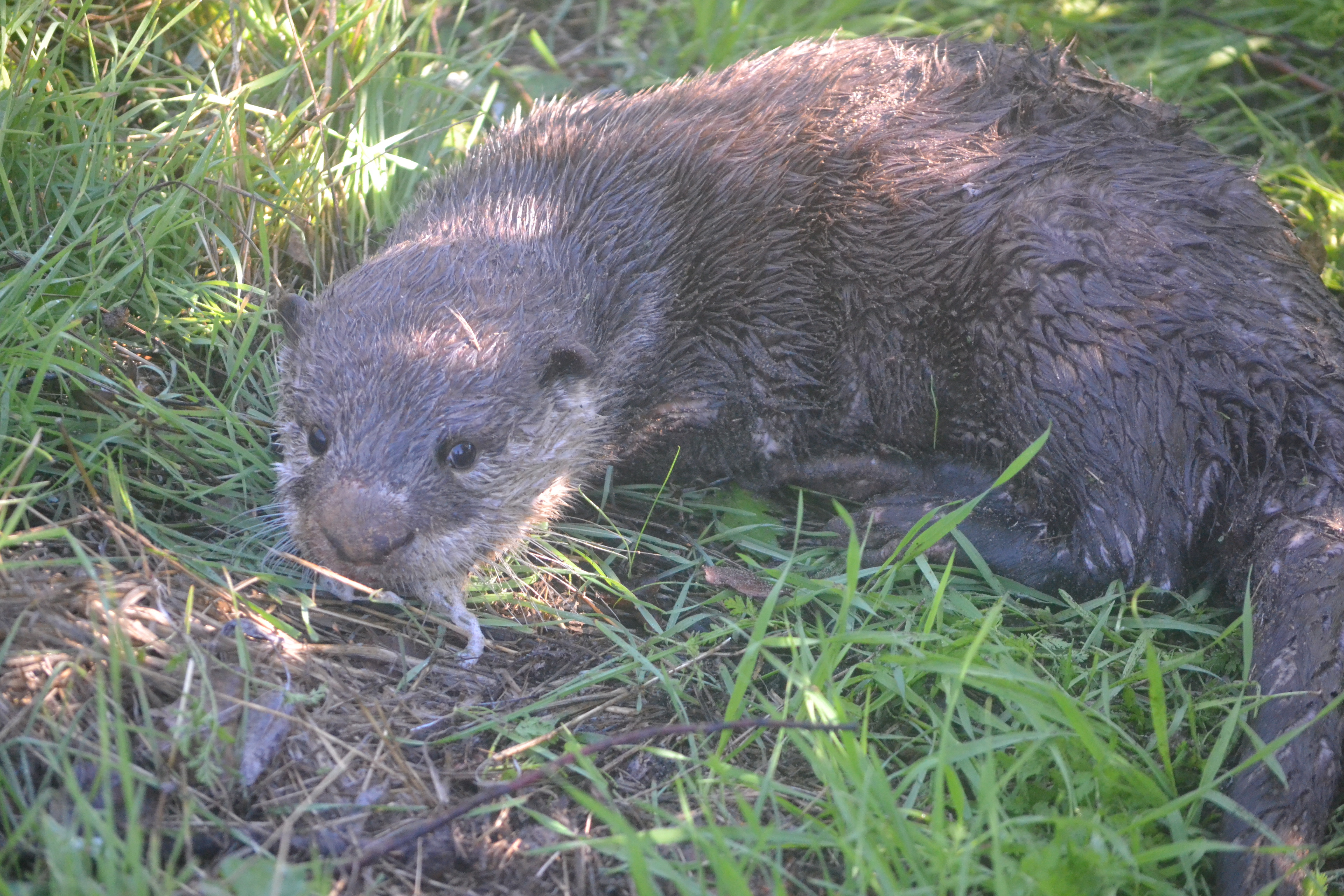 Image of African Clawless Otter