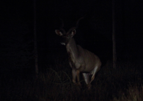 Image of Greater Kudu