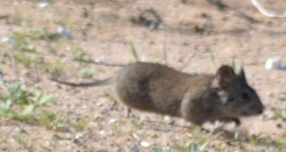 Image of Southern African Vlei Rat