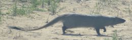 Image of Egyptian Mongoose