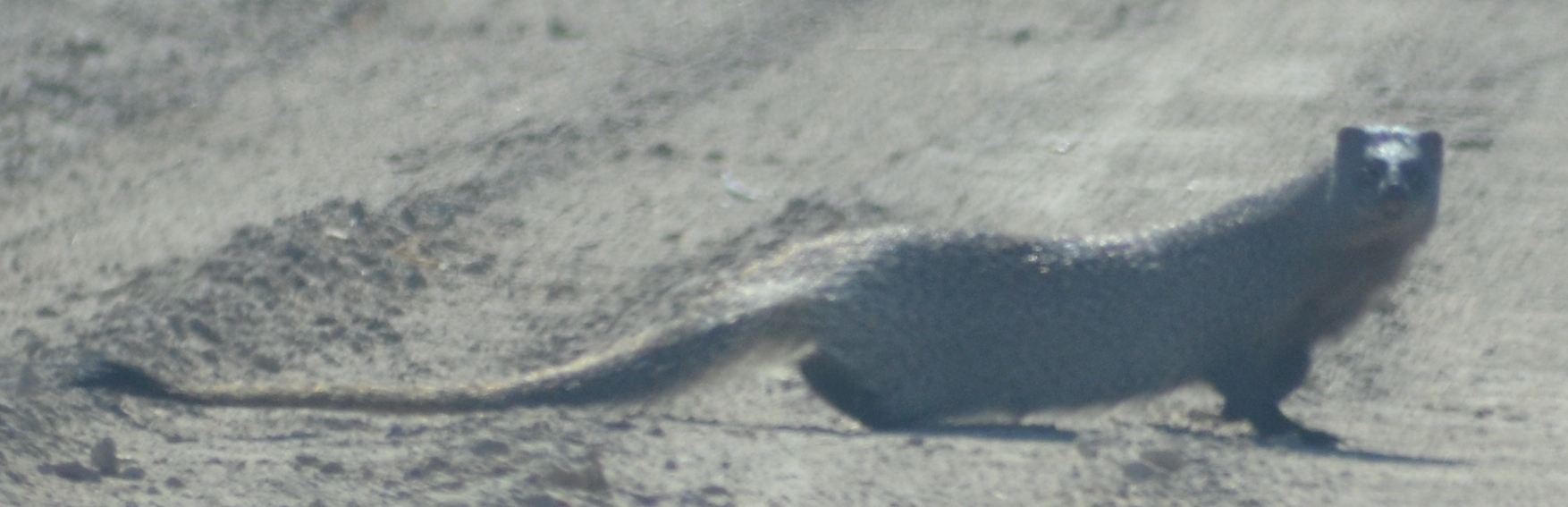 Image of Egyptian Mongoose