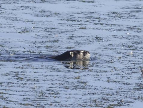 Image of African Clawless Otter