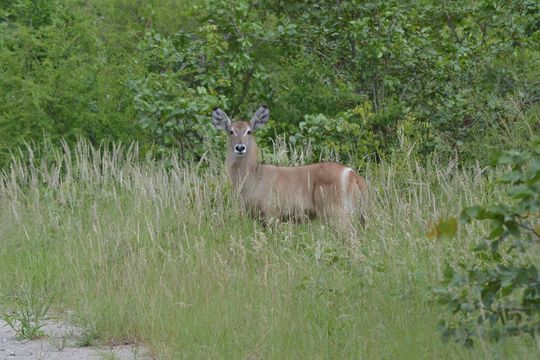 Image of Ellipsen Waterbuck