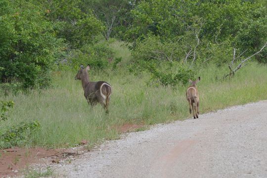 Image of Ellipsen Waterbuck