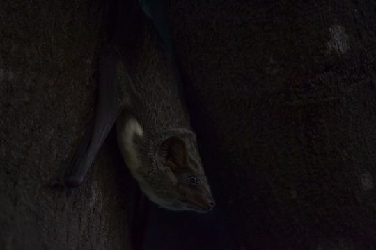 Image of Mauritian Tomb Bat