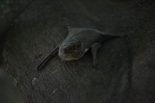 Image of Mauritian Tomb Bat