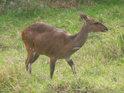 Image of Bushbuck