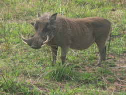 Image of Common Warthog