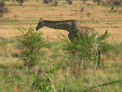 Image of South African Giraffe