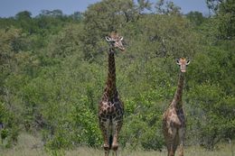 Image of South African Giraffe