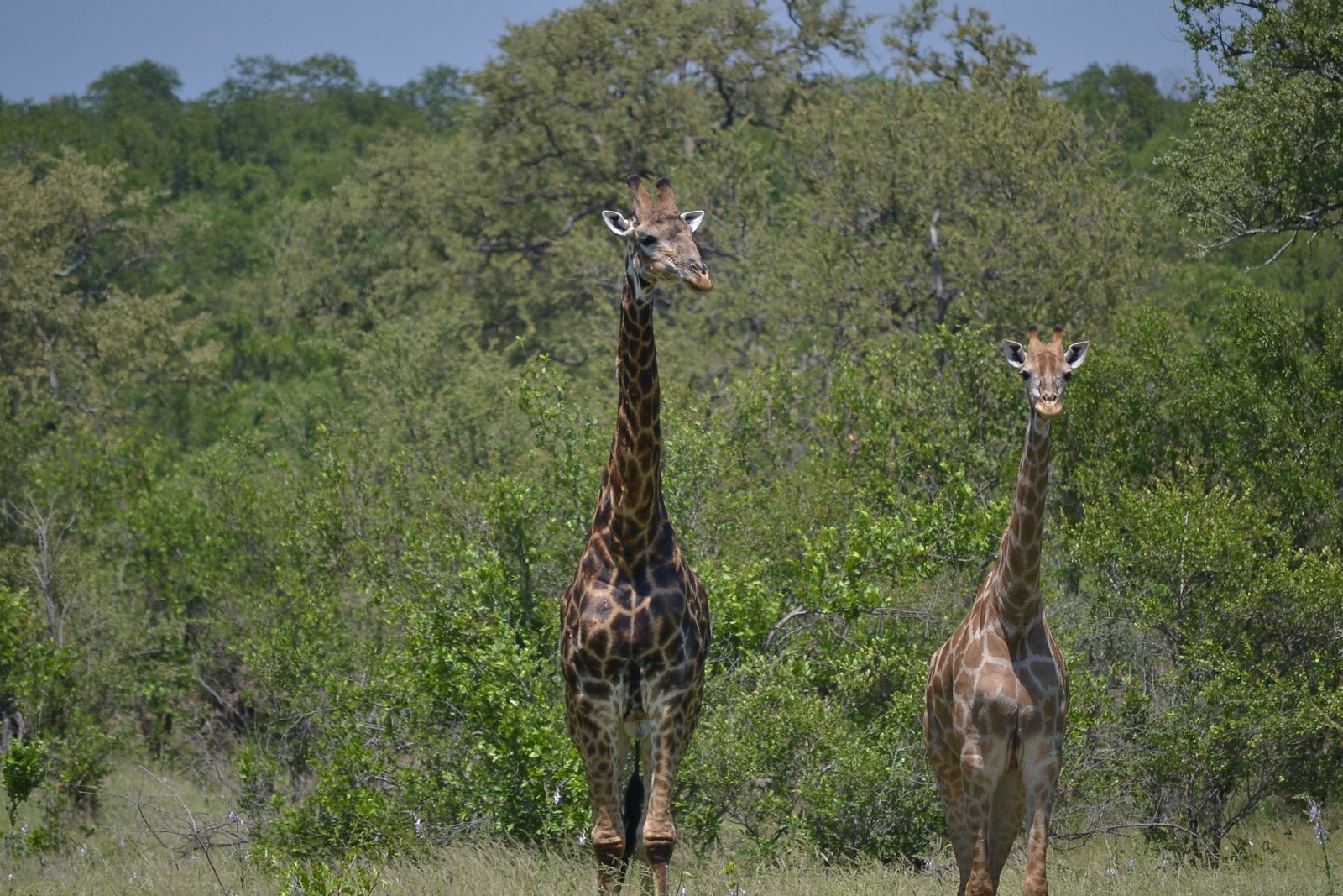 Image of South African Giraffe