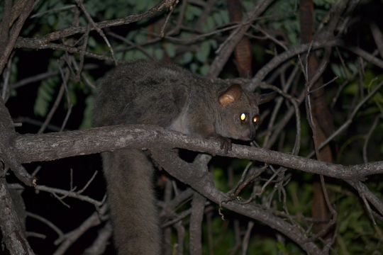 Image of Greater galago